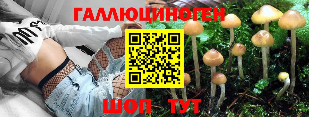 Псилоцибиновые грибы Psilocybine cubensis Дальнереченск